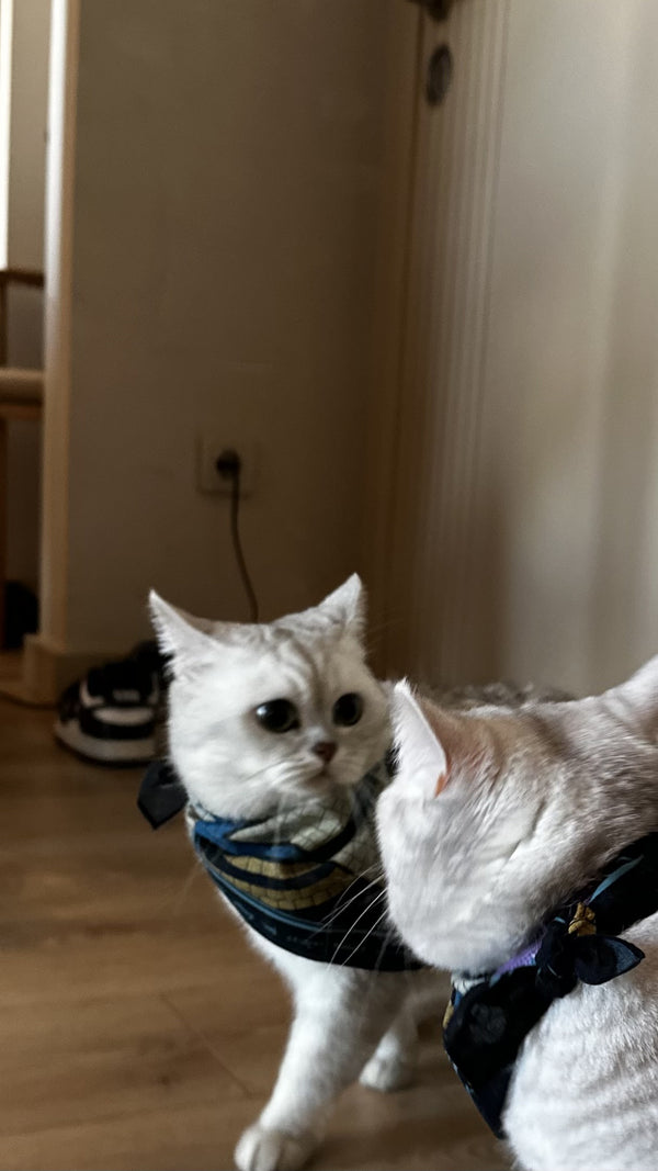 SIDE BY SIDE: MEOW - Shoppable 2