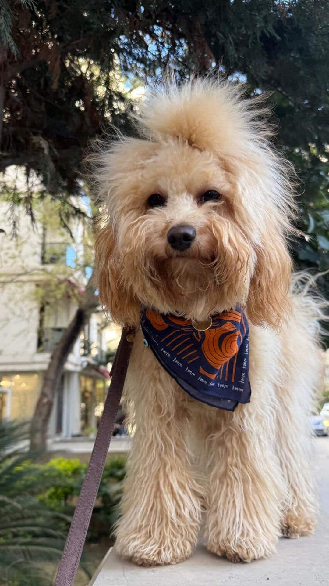 SIDE BY SIDE: WOOF - Shoppable 1