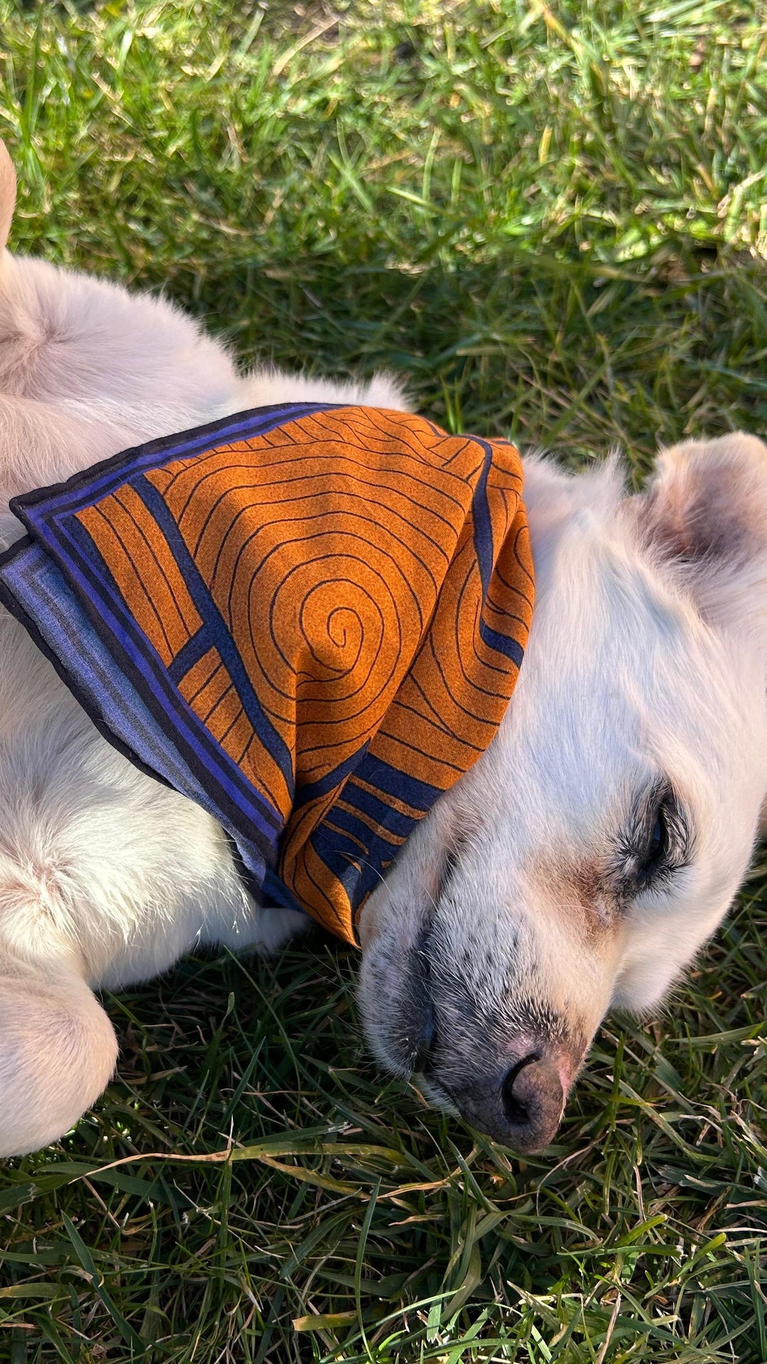 SIDE BY SIDE: WOOF - Shoppable 4